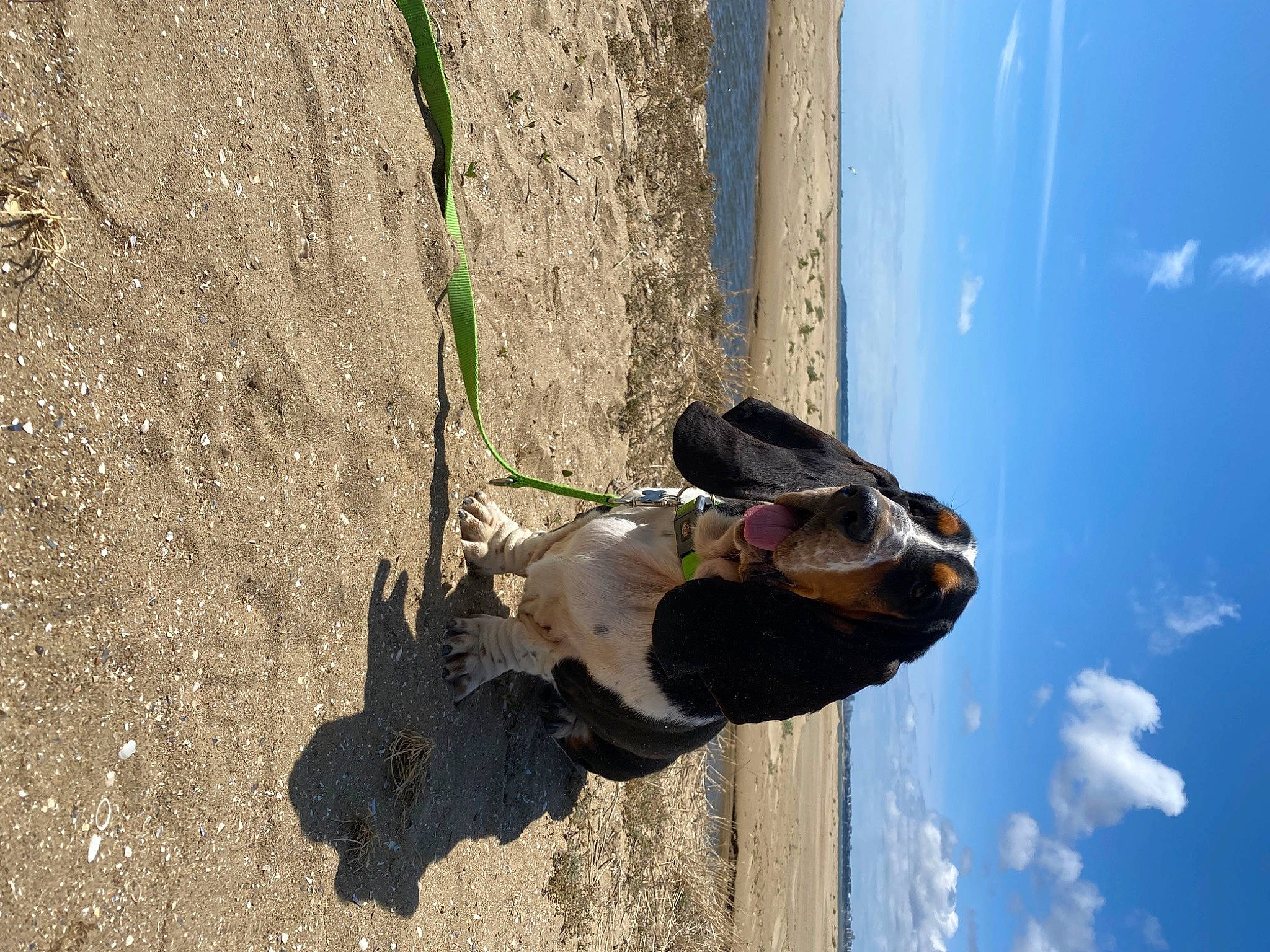 Simba participe au concours pour gagner de l'argent avec cette photo : adventure, automotive_tire, boot, carnivore, cloud, dog, foot, fun, landscape, outdoor_shoe, plant, recreation, rock, rock_climbing_equipment, sand, shadow, sky, soil, tire, wood