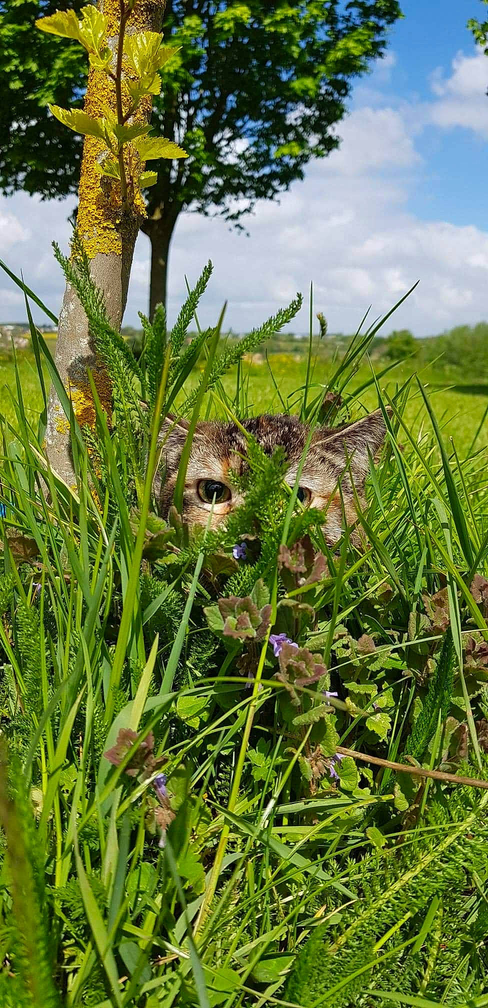 Nala participe au concours pour gagner de l'argent avec cette photo : broomrape, flower, flowering_plant, grass, grass_family, grassland, iris, meadow, plant, prairie, sedge_family, sweet_grass, wildflower