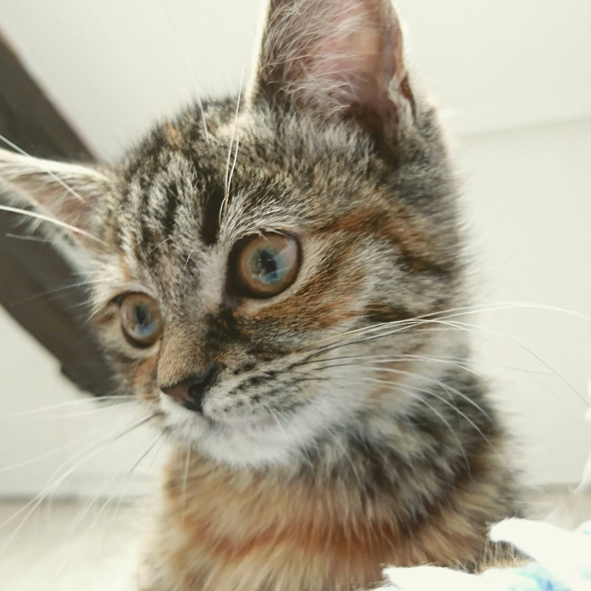 Nala participe au concours pour gagner de l'argent avec cette photo : aegean_cat, american_bobtail, american_shorthair, american_wirehair, asian, carnivore, cat, domestic_short_haired_cat, dragon_li, european_shorthair, eye, felidae, kitten, mammal, pixie_bob, small_to_medium_sized_cats, snout, tabby_cat, vertebrate, whiskers