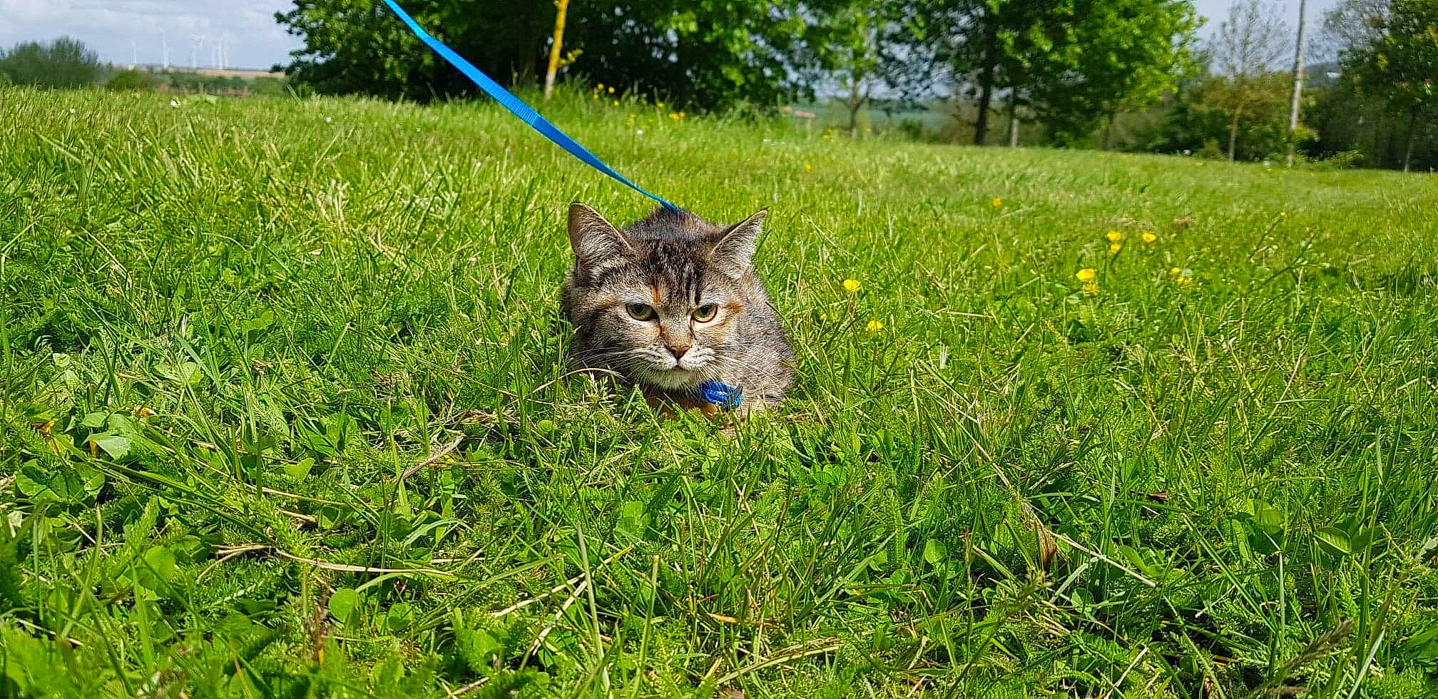 Nala a rejoint le concours — aidez-le/la à gagner de superbes lots ! carnivore, cat, domestic_short_haired_cat, european_shorthair, felidae, grass, grass_family, grassland, lawn, meadow, plant, small_to_medium_sized_cats, whiskers, wild_cat, wildlife