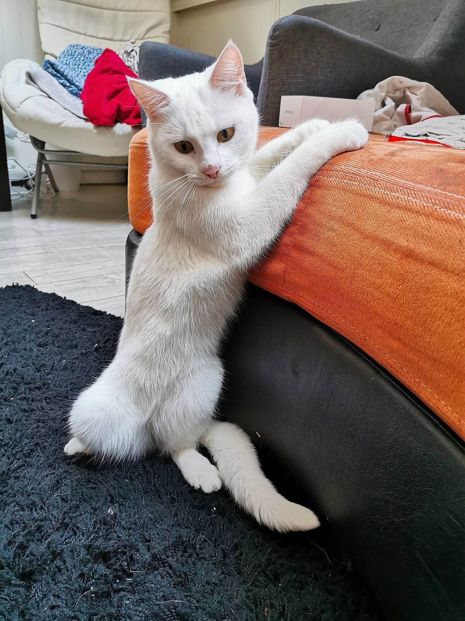 Carla a rejoint le concours — aidez-le/la à gagner de superbes lots ! aegean_cat, asian, burmilla, carnivore, cat, domestic_short_haired_cat, european_shorthair, felidae, khao_manee, kitten, leg, mammal, ojos_azules, paw, polydactyl_cat, small_to_medium_sized_cats, tail, turkish_angora, turkish_van, whiskers