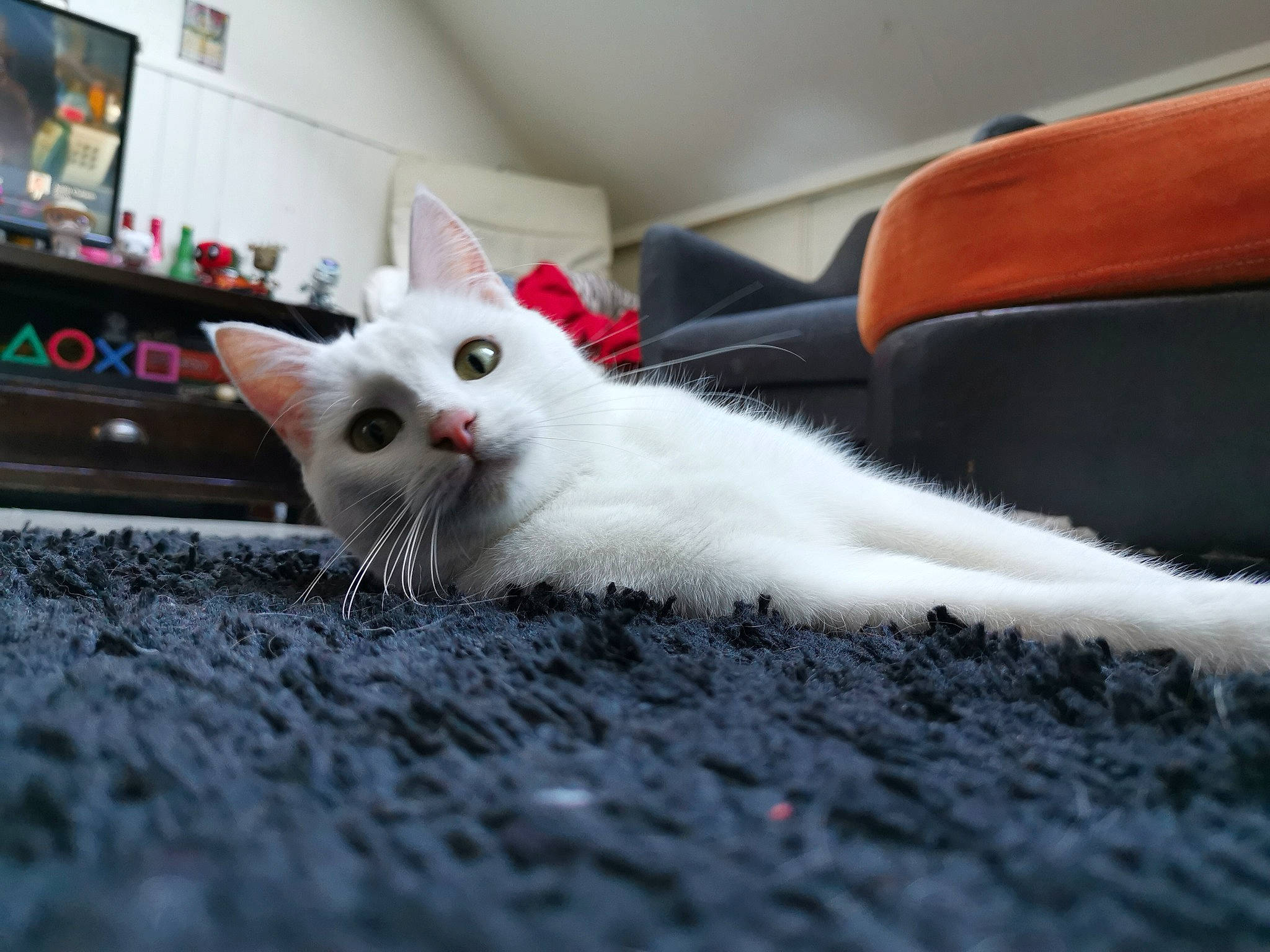 Carla participe au concours pour gagner de l'argent avec cette photo : aegean_cat, burmilla, carnivore, cat, domestic_short_haired_cat, ear, eye, felidae, fur, khao_manee, kitten, leg, paw, sky, small_to_medium_sized_cats, tail, turkish_angora, turkish_van, whiskers, white