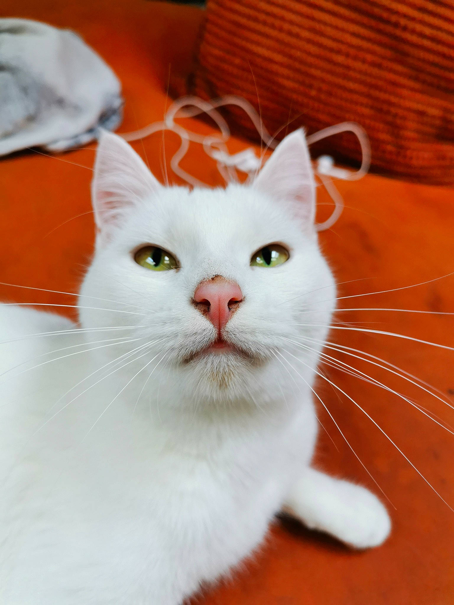 Carla participe au concours pour gagner de l'argent avec cette photo : aegean_cat, american_wirehair, asian, burmilla, carnivore, cat, domestic_short_haired_cat, felidae, fur, japanese_bobtail, khao_manee, mammal, small_to_medium_sized_cats, turkish_angora, turkish_van, vertebrate, whiskers