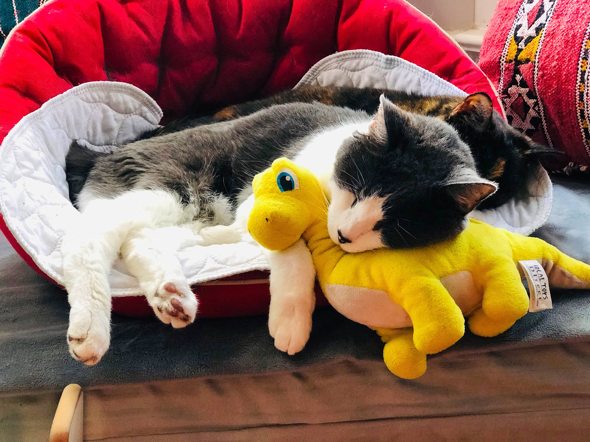 Caleb joined the competition — help win amazing prizes! canidae, carmine, carnivore, cat, comfort, companion_dog, couch, felidae, fur, lap, mammal, plush, room, small_to_medium_sized_cats, stuffed_toy, tail, textile, toy, vertebrate, whiskers