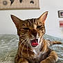 cat, tabby, yawning, bed, bedspread, whiskers, closeup, indoor, pet, feline, sleepy, relaxed, animal, fur, ears, tongue, home, wall, picture_frame, decor