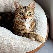 Vanille a rejoint le concours — aidez-le/la à gagner de superbes lots ! cat, tabby_cat, pet_bed, green_eyes, animal, feline, indoor, window, relaxed, cute, fur, whiskers, paw, cozy, resting, domestic_cat, looking_at_camera, soft_texture, comfortable, home