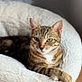 Vanille participe au concours pour gagner de l'argent avec cette photo : cat, tabby, pet_bed, furry, relaxed, indoor, animal, green_eyes, fluffy, soft_lighting, cozy, resting, whiskers, paws, striped_fur, closeup, cute, calm, domestic_cat, comfortable