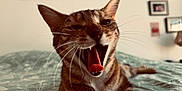 Vanille participe au concours pour gagner de l'argent avec cette photo : animal, bed, bedspread, cat, closeup, domestic_animal, feline, framed_picture, fur, home, indoor, mouth_open, pets, relaxed, soft_light, tabby_cat, tongue, wall_art, whiskers, yawning