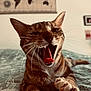 Vanille participe au concours pour gagner de l'argent avec cette photo : cat, tabby_cat, yawning, bed, bedspread, whiskers, tongue, mouth_open, indoor, domestic_animal, feline, pets, closeup, fur, animal, relaxed, home, wall_art, framed_picture, soft_light