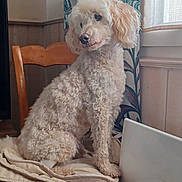 Fouksy a rejoint le concours — aidez-le/la à gagner de superbes lots ! animal, calm, chair, cozy, cream_colored, curtains, cushion, dog, domestic, fluffy, furry, house, indoor, natural_light, pet, poodle, portrait, sitting, window, wooden_furniture
