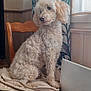 animal, calm, chair, cozy, cream_colored, curtains, cushion, dog, domestic, fluffy, furry, house, indoor, natural_light, pet, poodle, portrait, sitting, window, wooden_furniture
