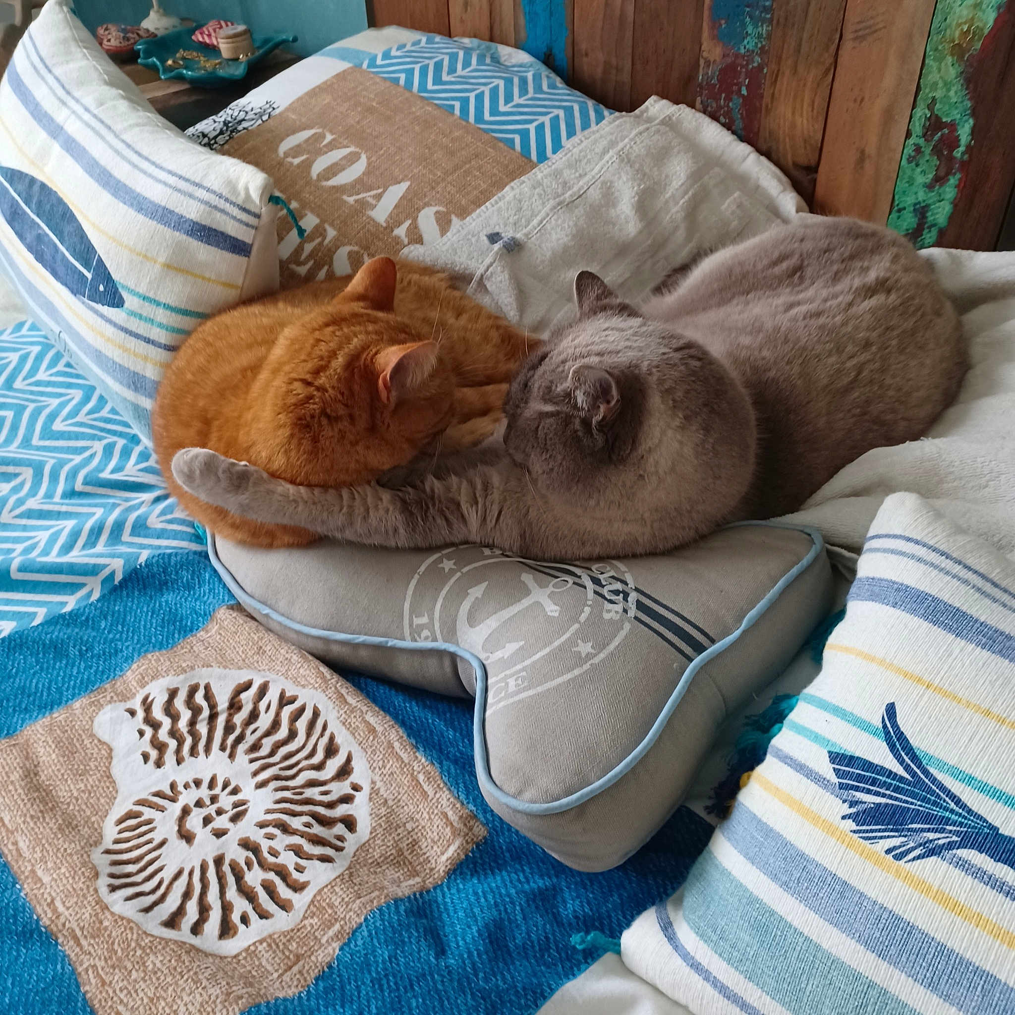 Shogun Shelby Et Fouksy