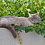 animal, cat, closeup, daytime, foliage, garden_wall, gray_cat, green_leaves, ivy, nature, outdoor, peaceful, pet, relaxation, resting, sleeping, summer, sunlight, texture, tranquil