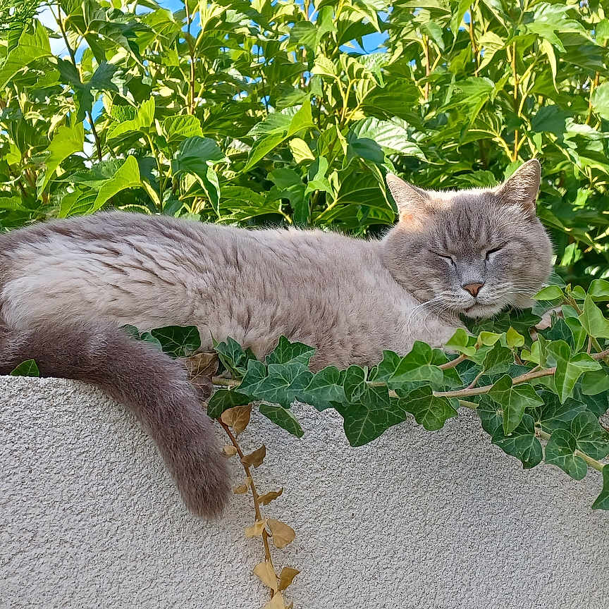 Shogun a rejoint le concours — aidez-le/la à gagner de superbes lots ! animal, cat, closeup, daytime, foliage, garden_wall, gray_cat, green_leaves, ivy, nature, outdoor, peaceful, pet, relaxation, resting, sleeping, summer, sunlight, texture, tranquil