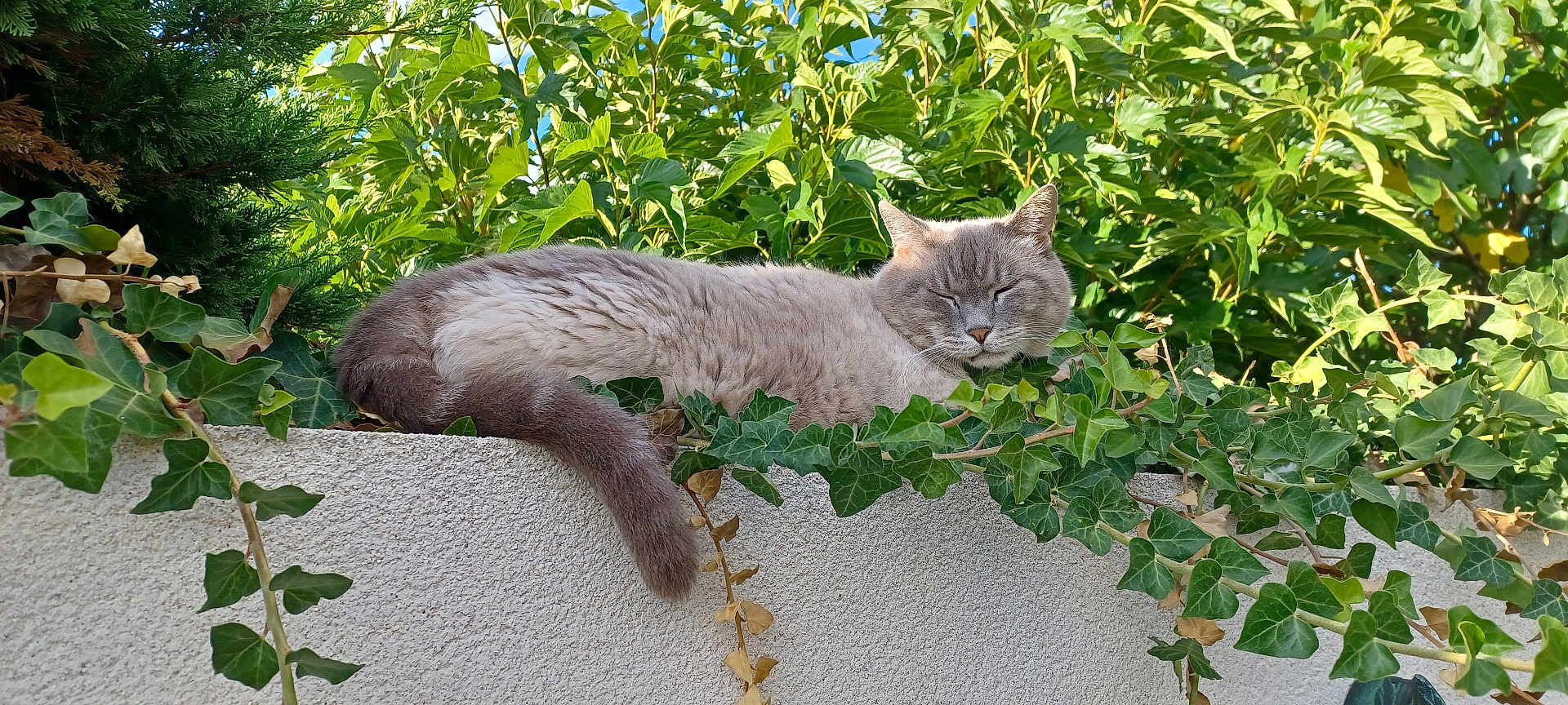 Shogun a rejoint le concours — aidez-le/la à gagner de superbes lots ! animal, cat, closeup, daytime, foliage, garden_wall, gray_cat, green_leaves, ivy, nature, outdoor, peaceful, pet, relaxation, resting, sleeping, summer, sunlight, texture, tranquil