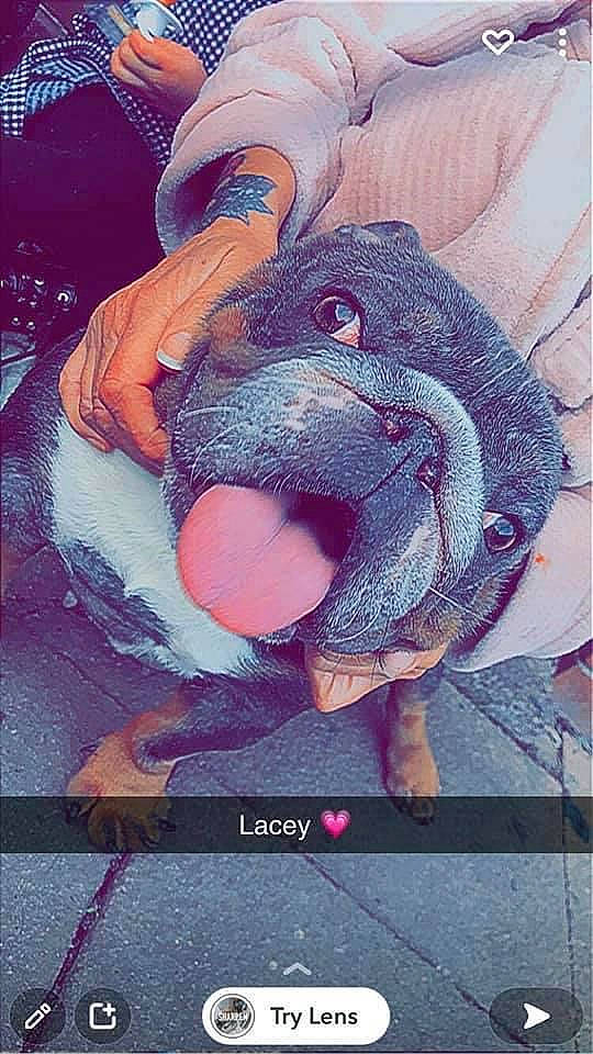 Lacey joined the competition — help win amazing prizes! animation, art, carmine, companion_dog, drawing, fictional_character, font, graphics, illustration, magenta, paint, painting, pattern, pink, snout, suidae, terrestrial_animal, visual_arts, whiskers, working_animal