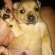 Higgle is registered to the contest to win money with this photo: puppy, dog, paw, close_up, cute, pet, animal, fur, hand, raised_paw, small, young, lying_down, face, ears, nose, whiskers, soft, domestic_animal, adorable