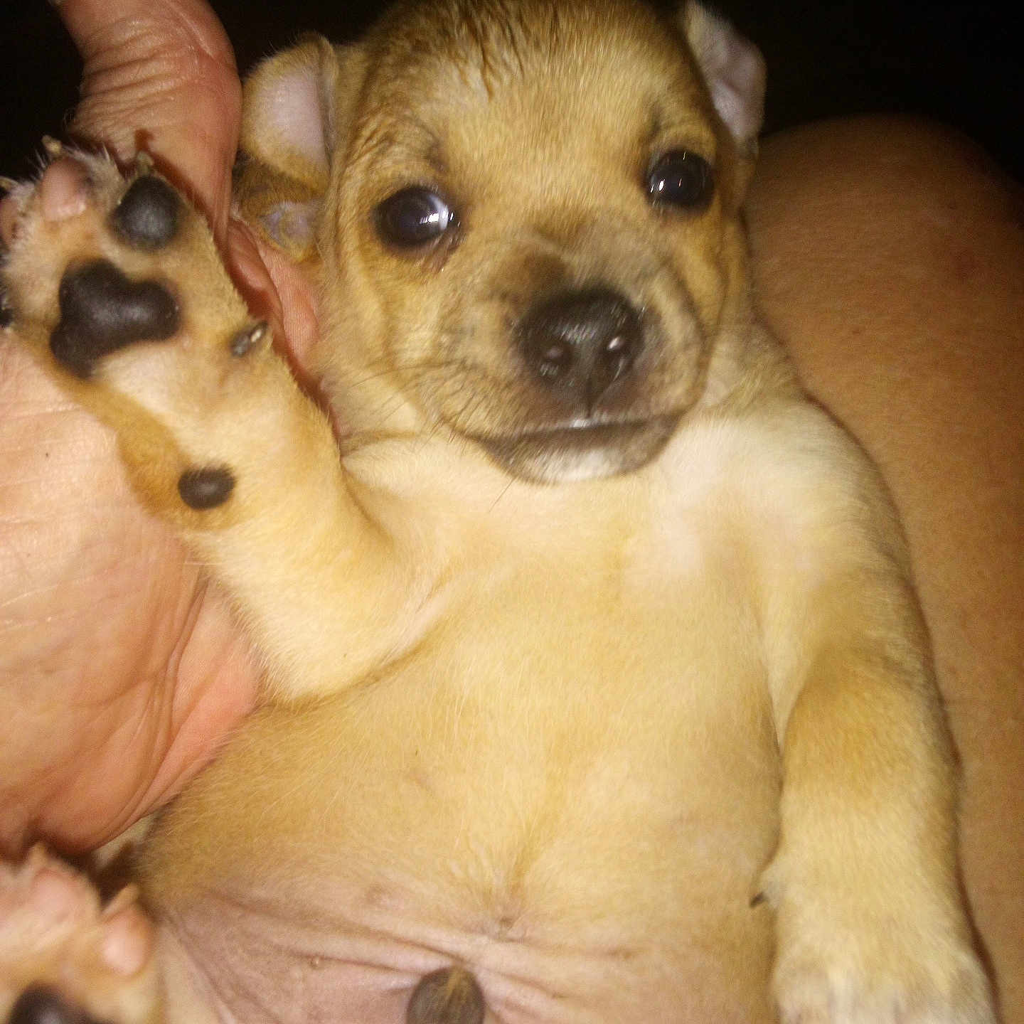 Higgle is registered to the contest to win money with this photo: adorable, animal, close_up, cute, dog, domestic_animal, ears, face, fur, hand, lying_down, nose, paw, pet, puppy, raised_paw, small, soft, whiskers, young