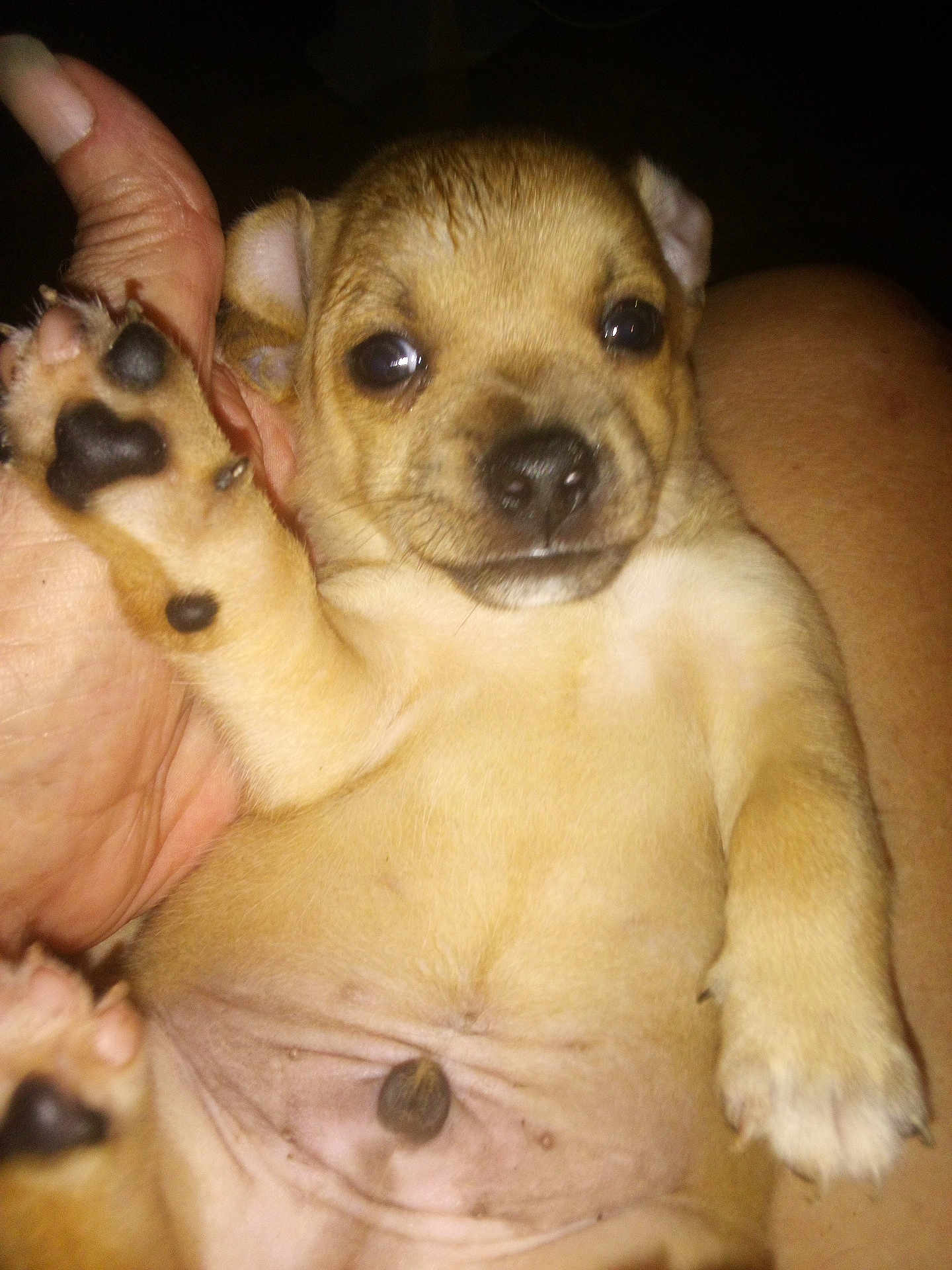 Higgle is registered to the contest to win money with this photo: puppy, dog, paw, close_up, cute, pet, animal, fur, hand, raised_paw, small, young, lying_down, face, ears, nose, whiskers, soft, domestic_animal, adorable