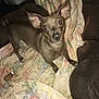 dog, small_dog, pet, ears, blanket, couch, indoor, looking_up, animal, brown_dog, curious, canine, fur, domestic_animal, floor, comfort, home, four_legs, alert, companion