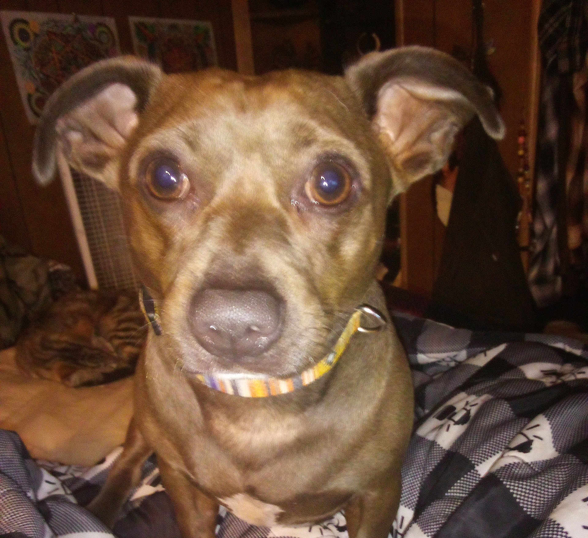 Ziggle