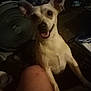 animal, canine, closeup, companion, dark, dog, ear, face, fan, friendly, furniture, home, indoor, knee, leg, light, person, pet, shadow, smile