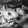 animal, black_and_white, blanket, blurred, closeup, collar, companion, cozy, cuddle, cute, dog, fur, indoor, monochrome, palm_tree, pattern, pet, resting, sleepy, soft