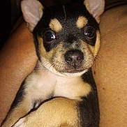 Figgle is registered to the contest to win money with this photo: puppy, dog, close_up, pet, animal, cute, ears, eyes, fur, snout, paw, legs, human_arm, holding, indoor, portrait, young, face, canine, warm