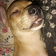Miggle is registered to the contest to win money with this photo: dog, sleeping, close_up, tongue_out, floral_pattern, fabric, pet, cute, animal, resting, cozy, small_dog, fur, whiskers, snout, nose, ear, indoor, relaxed, peaceful