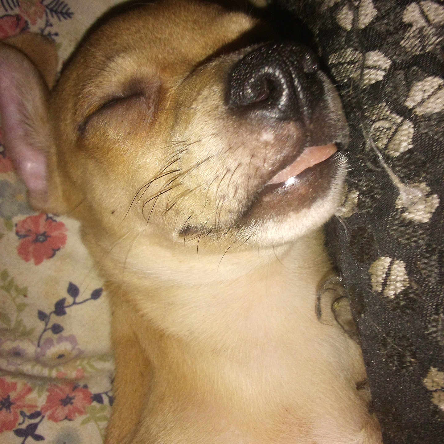 Miggle is registered to the contest to win money with this photo: animal, close_up, cozy, cute, dog, ear, fabric, floral_pattern, fur, indoor, nose, peaceful, pet, relaxed, resting, sleeping, small_dog, snout, tongue_out, whiskers