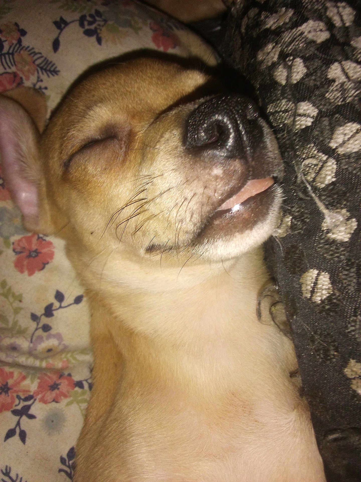 Miggle is registered to the contest to win money with this photo: dog, sleeping, close_up, tongue_out, floral_pattern, fabric, pet, cute, animal, resting, cozy, small_dog, fur, whiskers, snout, nose, ear, indoor, relaxed, peaceful