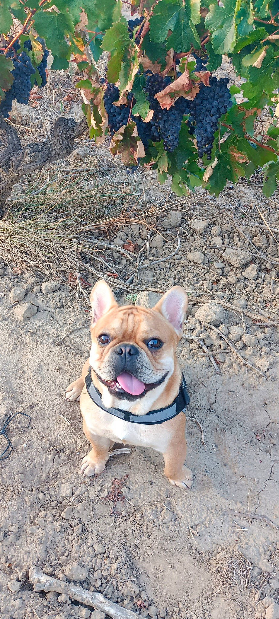 Taz participe au concours pour gagner de l'argent avec cette photo : canidae, carnivore, collar, companion_dog, dog, dog_breed, dog_collar, dog_supply, electric_blue, fawn, grass, leash, pet_supply, snout, soil, sporting_group, terrestrial_animal, toy_dog, working_animal, wrinkle