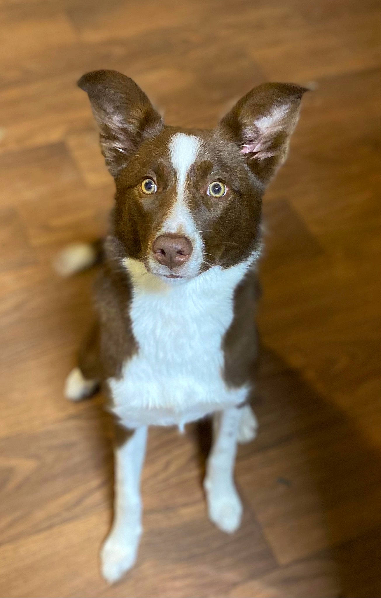 Kallie joined the competition — help win amazing prizes! canidae, carnivore, companion_dog, dog, dog_breed, fawn, flooring, fur, hardwood, puppy, snout, sporting_group, tail, terrestrial_animal, whiskers, wood, wood_flooring, wood_stain, working_animal, working_dog