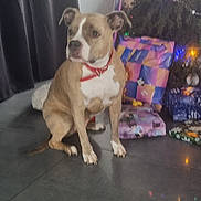 Taiga a rejoint le concours — aidez-le/la à gagner de superbes lots ! dog, indoor, christmas_tree, presents, holiday, decorations, floor, curtains, pet, canine, brown, white, collar, festive, gifts, lights, tree, sitting, home, celebration