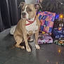 dog, indoor, christmas_tree, presents, holiday, decorations, floor, curtains, pet, canine, brown, white, collar, festive, gifts, lights, tree, sitting, home, celebration