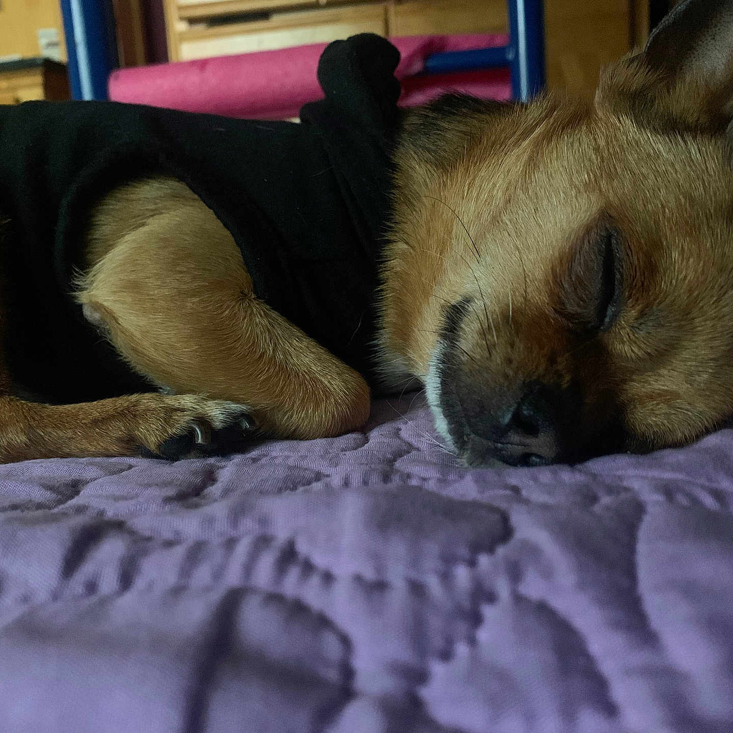 Poblo is registered to the contest to win money with this photo: dog, sleeping, brown_fur, black_clothing, curled_up, bed, blanket, purple_blanket, indoors, pet, resting, closed_eyes, snout, ears, paws, cozy, relaxed, portrait, home, adorable