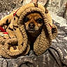 Poblo is registered to the contest to win money with this photo: dog, small_dog, pet, canine, hood, blanket, couch, indoors, portrait, close_up, face, eyes, brown_fur, cute, cozy, wrapped, bedding, fabric, home, funny