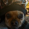 dog, puppy, close_up, portrait, brown_fur, wide_eyes, whiskers, black_nose, camouflage, hood, costume, pet, animal, indoors, warm_lighting, dramatic_lighting, cute, funny, face, photography