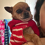 Poblo joined the competition — help win amazing prizes! dog, chihuahua, small_dog, puppy, pet, animal, sweater, clothing, red, cream, portrait, closeup, face, eyes, ears, indoors, bathroom, person, holding, festive