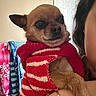 dog, chihuahua, small_dog, puppy, pet, animal, sweater, clothing, red, cream, portrait, closeup, face, eyes, ears, indoors, bathroom, person, holding, festive