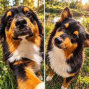 Aïko a rejoint le concours — aidez-le/la à gagner de superbes lots ! dog, puppy, tricolor, black_and_tan, white_chest, floppy_ears, pointed_ear, brown_eyes, nose, fur, portrait, close_up, outdoor, garden, grass, flowers, sunlight, nature, head_tilt, diptych