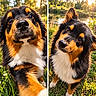 dog, puppy, tricolor, black_and_tan, white_chest, floppy_ears, pointed_ear, brown_eyes, nose, fur, portrait, close_up, outdoor, garden, grass, flowers, sunlight, nature, head_tilt, diptych