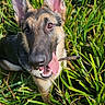 Nala participe au concours pour gagner de l'argent avec cette photo : dog, puppy, german_shepherd, grass, outdoor, portrait, close_up, floppy_tongue, open_mouth, happy, playful, ears, black_and_tan, collar, leash, greenery, lawn, sunlight, animal, pet