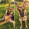 dog, belgian_malinois, shepherd_mix, pet, animal, outdoor, meadow, wildflowers, daisies, grass, sunlight, golden_hour, portrait, split_screen, sitting, standing, harness, collar, pointed_ears, nature