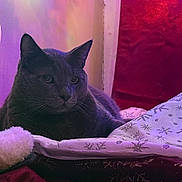 Smoke joined the competition — help win amazing prizes! cat, gray_cat, holiday, christmas_tree, christmas_lights, blanket, festive, indoor, cozy, pet, animal, fur, relaxing, decorations, soft_lighting, holiday_decor, domestic_cat, cute, winter, resting