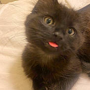 Salem is registered to the contest to win money with this photo: animal, bed, black_cat, closeup, curious, cute, domestic_cat, eyes, feline, fur, indoor, kitten, pet, playful, resting, small, soft, tongue_out, whiskers, young