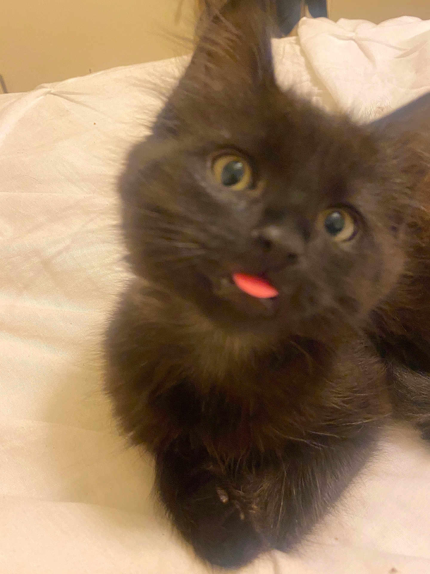 Salem is registered to the contest to win money with this photo: animal, bed, black_cat, closeup, curious, cute, domestic_cat, eyes, feline, fur, indoor, kitten, pet, playful, resting, small, soft, tongue_out, whiskers, young