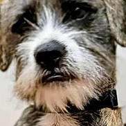 Trigger is registered to the contest to win money with this photo: dog, close_up, scruffy_fur, collar, pet, animal, canine, gray_fur, white_fur, brown_fur, domestic_animal, muzzle, whiskers, ears, portrait, indoor, furry, cute, face, snout