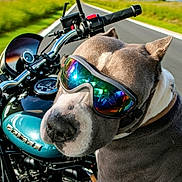 Ace joined the competition — help win amazing prizes! dog, motorcycle, goggles, road, outdoor, sunny, reflection, animal, transportation, vehicle, adventure, travel, helmet, handlebars, chrome, greenery, sky, pet, cool, closeup