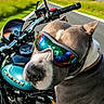 dog, motorcycle, goggles, road, outdoor, sunny, reflection, animal, transportation, vehicle, adventure, travel, helmet, handlebars, chrome, greenery, sky, pet, cool, closeup